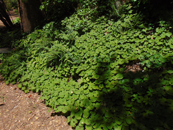Wild Ginger  20 Seeds  Asarum canadense
