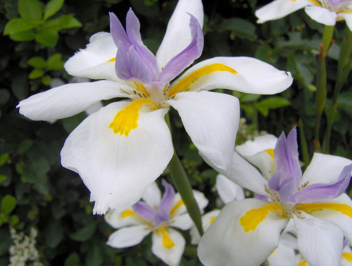 Wild Iris Fairy Iris Dietes grandiflora 100 Seeds