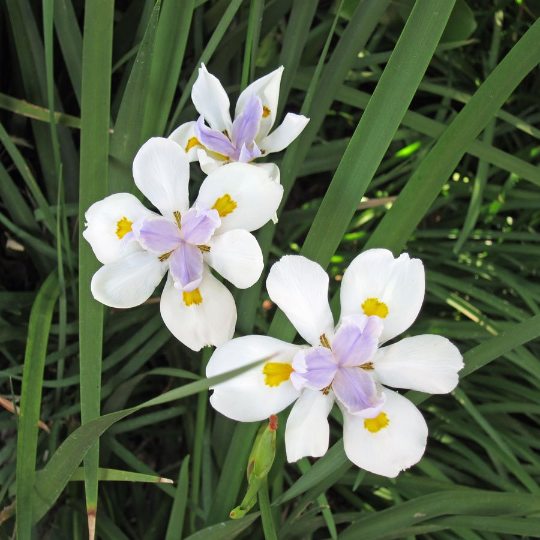 Wild Iris Fairy Iris Dietes grandiflora 100 Seeds