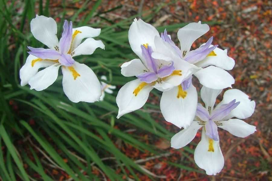 Wild Iris Fairy Iris Dietes grandiflora 100 Seeds