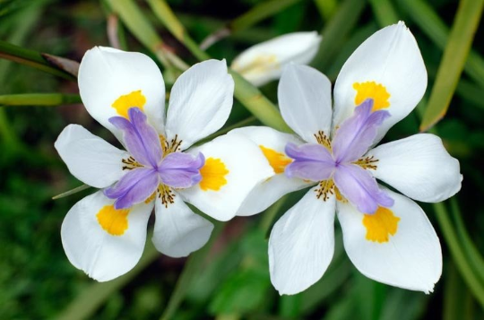 Wild Iris Fairy Iris Dietes grandiflora 100 Seeds