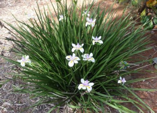 Wild Iris Fairy Iris Dietes grandiflora 100 Seeds