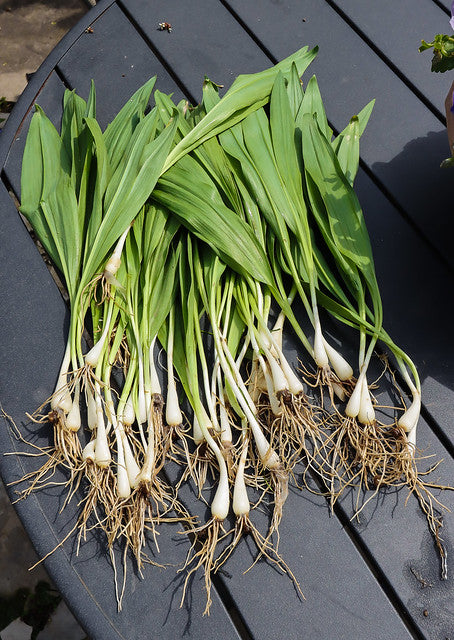 Wild Leek Allium tricoccum 20 Seeds