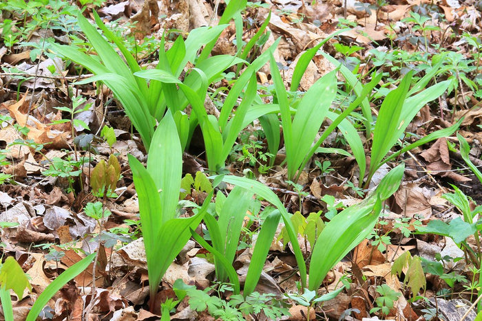 Wild Leek Allium tricoccum 20 Seeds