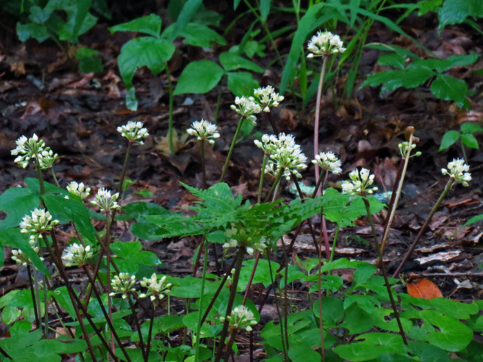 Wild Leek Allium tricoccum 20 Seeds