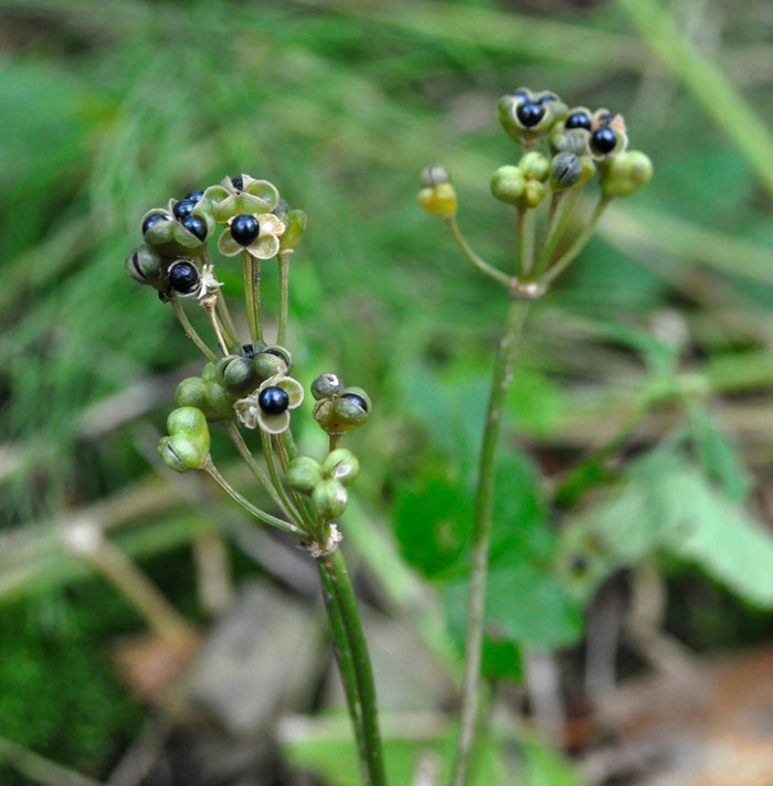 Wild Leek Allium tricoccum 20 Seeds