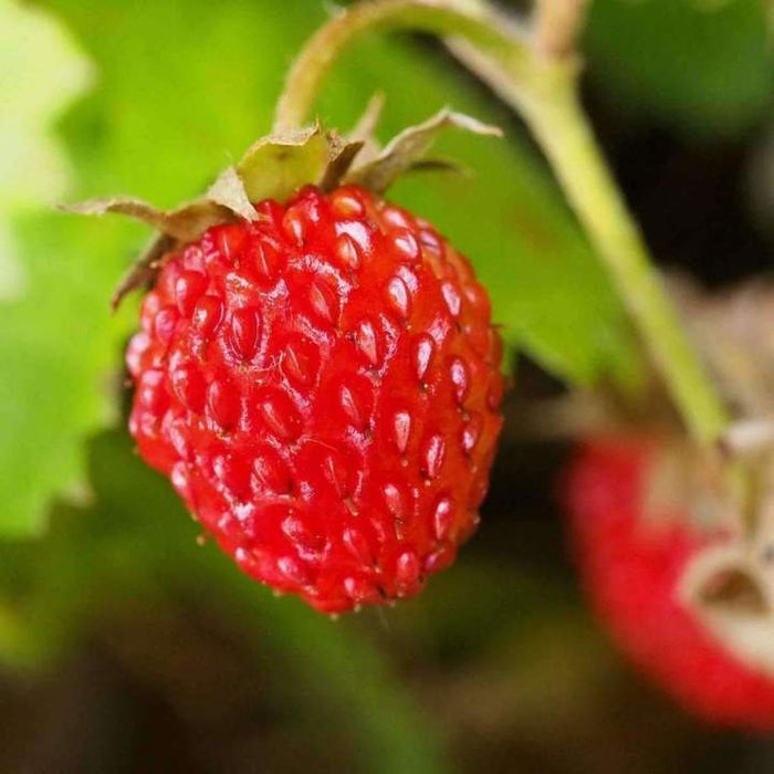 Wild Strawberry   100 Seeds   Fragaria vesca