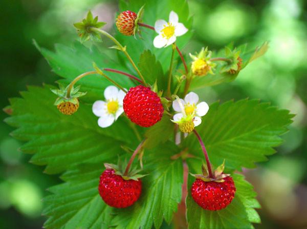 Wild Strawberry   100 Seeds   Fragaria vesca
