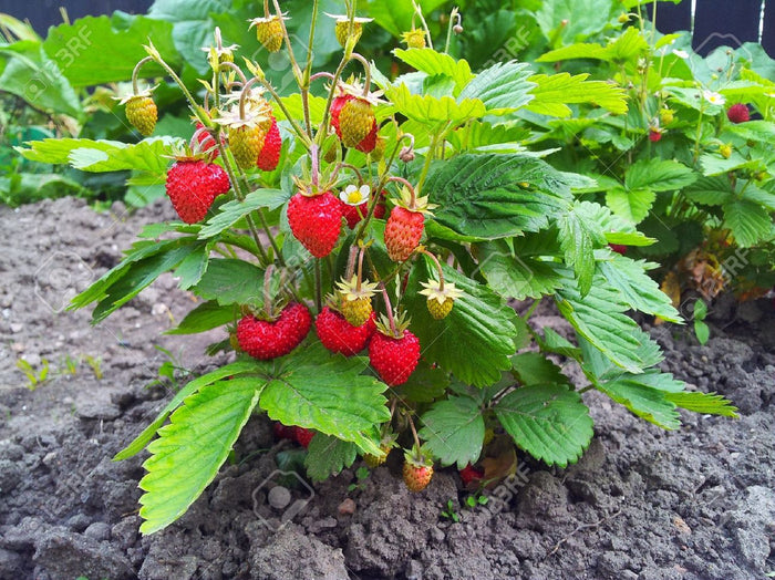Wild Strawberry   100 Seeds   Fragaria vesca