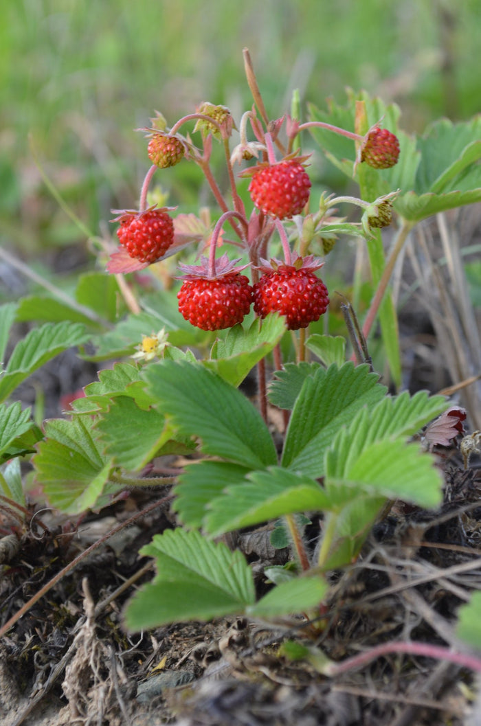 Wild Strawberry   100 Seeds   Fragaria vesca