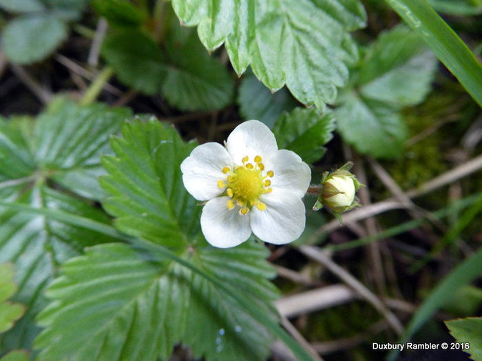 Wild Strawberry   100 Seeds   Fragaria vesca