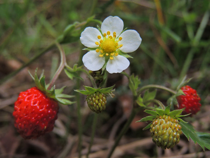 Wild Strawberry   100 Seeds   Fragaria vesca