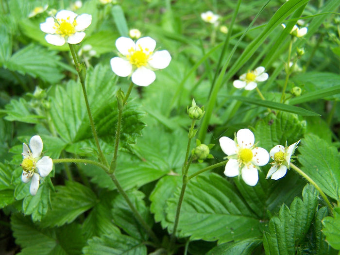 Wild Strawberry   100 Seeds   Fragaria vesca