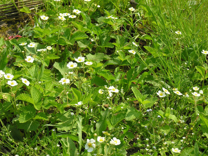 Wild Strawberry   100 Seeds   Fragaria vesca
