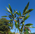 Willow Oak Quercus phellos 20 Seeds