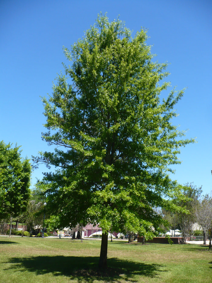 Willow Oak Quercus phellos 20 Seeds