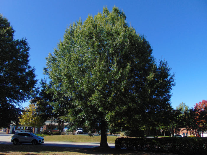 Willow Oak Quercus phellos 20 Seeds