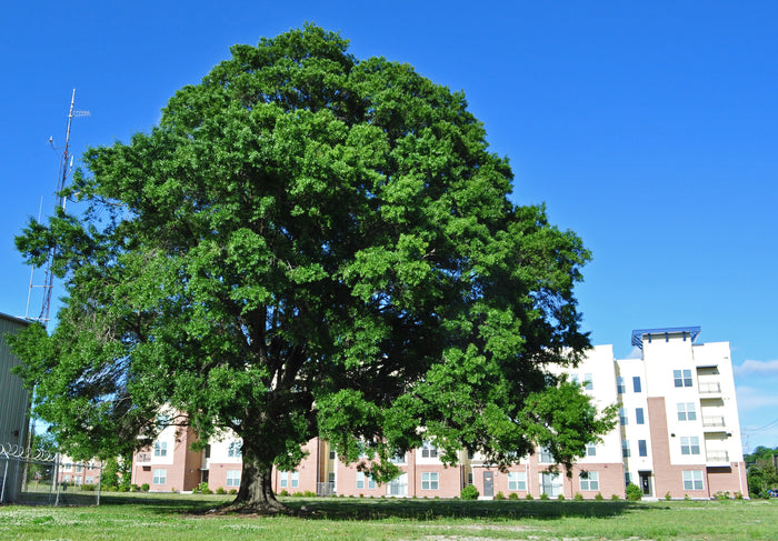 Willow Oak Quercus phellos 20 Seeds