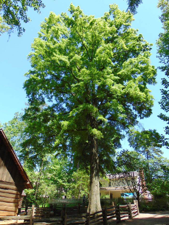 Willow Oak Quercus phellos 20 Seeds