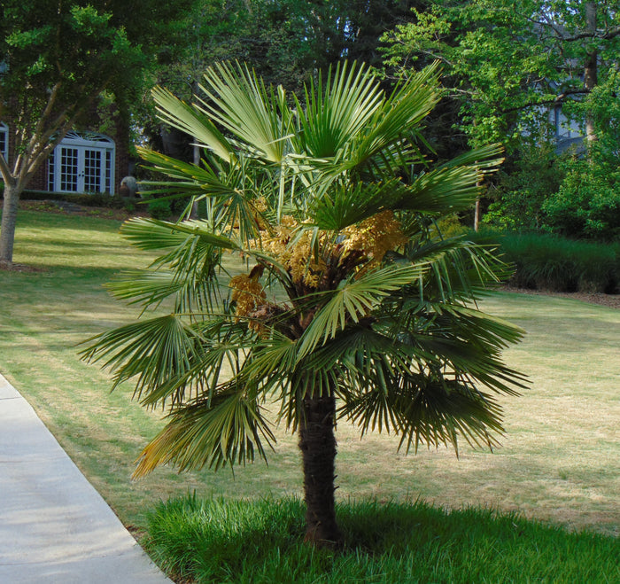 Windmill Palm  5 Seeds  Trachycarpus fortunii