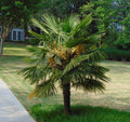 Windmill Palm  5 Seeds  Trachycarpus fortunii