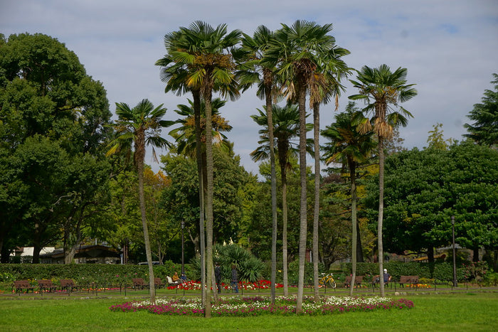 Windmill Palm  5 Seeds  Trachycarpus fortunii