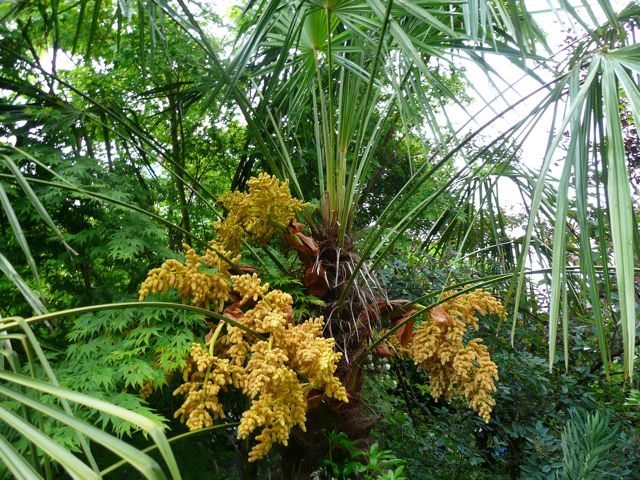 Windmill Palm  5 Seeds  Trachycarpus fortunii