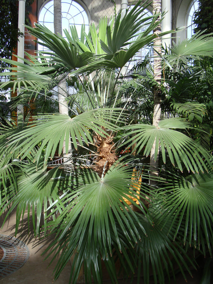 Windmill Palm  5 Seeds  Trachycarpus fortunii