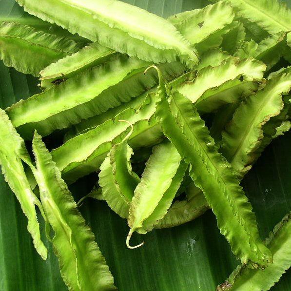 Winged Bean  10 Seeds  Psophocarpus tetragonolobus