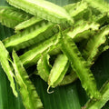 Winged Bean  10 Seeds  Psophocarpus tetragonolobus