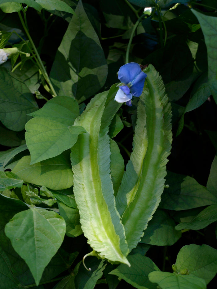 Winged Bean  10 Seeds  Psophocarpus tetragonolobus