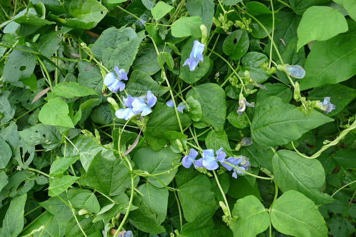 Winged Bean  10 Seeds  Psophocarpus tetragonolobus