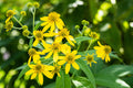 Wingstem   10 Seeds   Verbesina alternifolia
