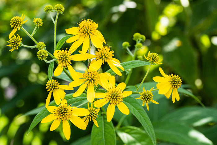 Wingstem   10 Seeds   Verbesina alternifolia