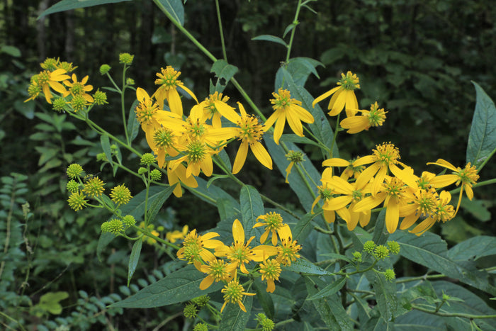 Wingstem   10 Seeds   Verbesina alternifolia