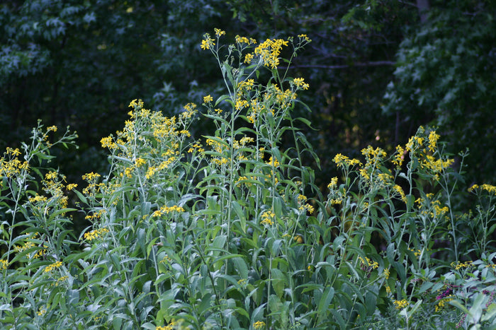 Wingstem   10 Seeds   Verbesina alternifolia