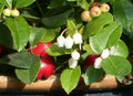 Wintergreen  20 Seeds  Gaultheria procumbens