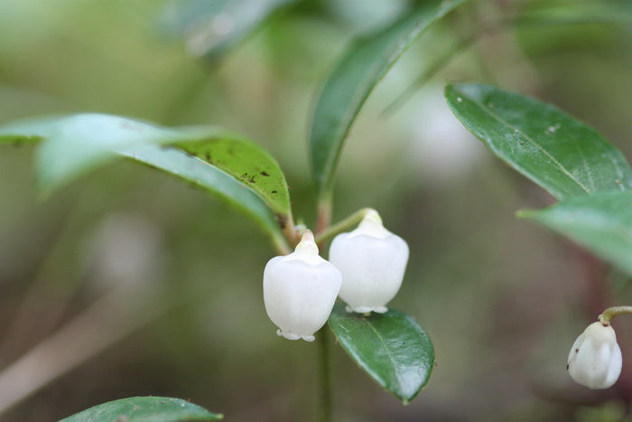 Wintergreen  20 Seeds  Gaultheria procumbens