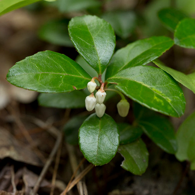 Wintergreen  20 Seeds  Gaultheria procumbens