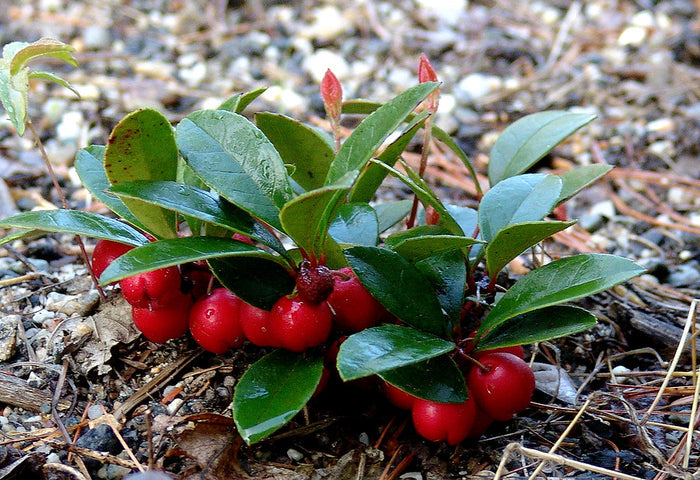 Wintergreen  20 Seeds  Gaultheria procumbens