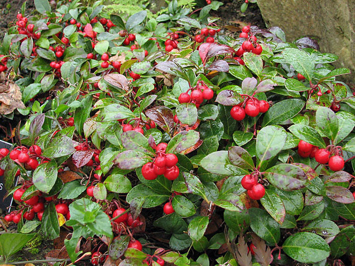 Wintergreen  20 Seeds  Gaultheria procumbens