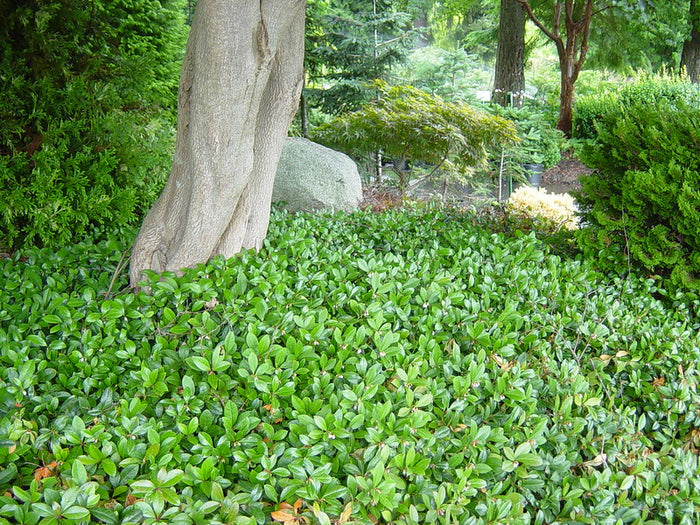 Wintergreen  20 Seeds  Gaultheria procumbens