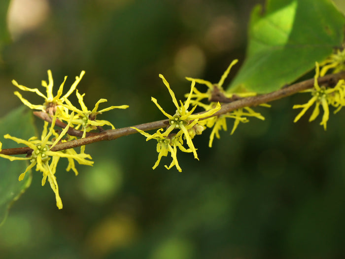 Witch Hazel  10 Seeds  Hamamelis virginiana