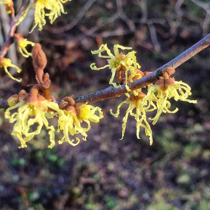 Witch Hazel  10 Seeds  Hamamelis virginiana