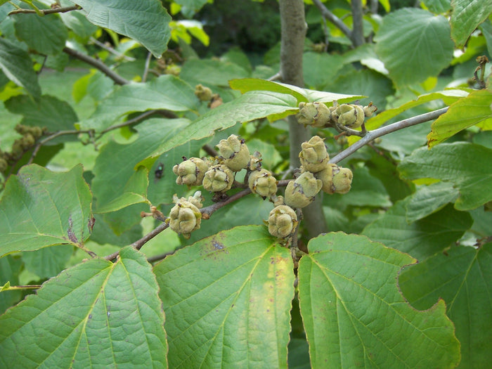 Witch Hazel  10 Seeds  Hamamelis virginiana