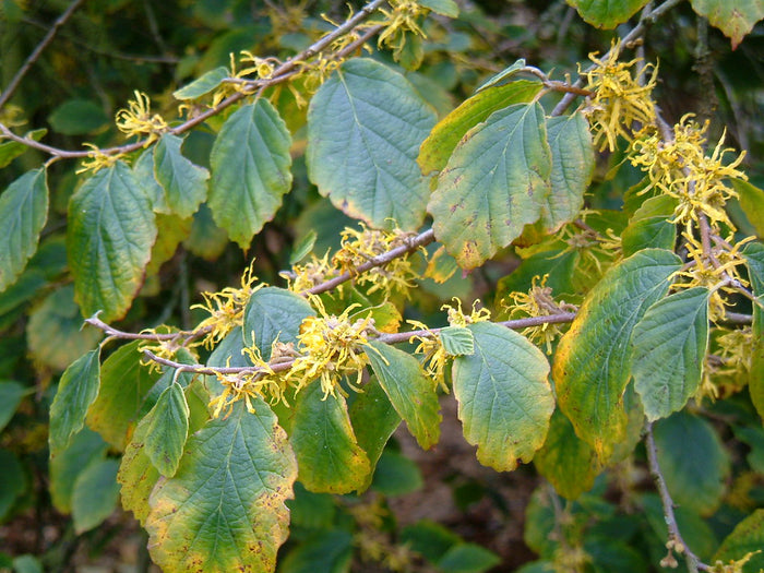 Witch Hazel  10 Seeds  Hamamelis virginiana