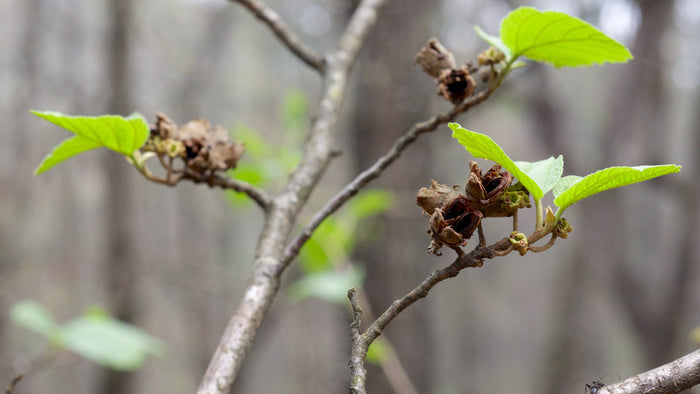 Witch Hazel  10 Seeds  Hamamelis virginiana