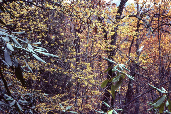 Witch Hazel  10 Seeds  Hamamelis virginiana