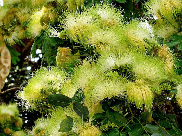Woman's Tongue   10 Seeds   Albizia lebbeck