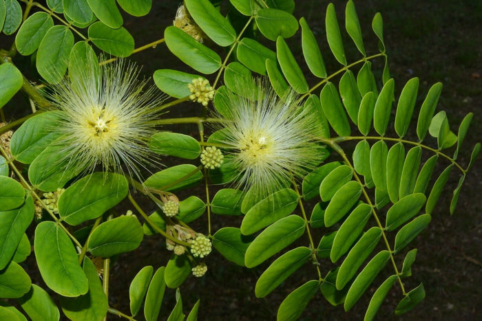 Woman's Tongue   10 Seeds   Albizia lebbeck